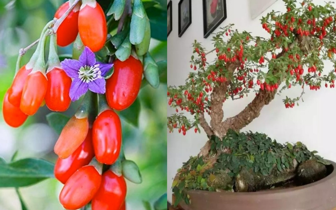 Cây cảnh bonsai tuyệt đẹp, quả đỏ như lửa, là loài thuốc quý nổi tiếng, nhà giàu sẽ thích trồng
