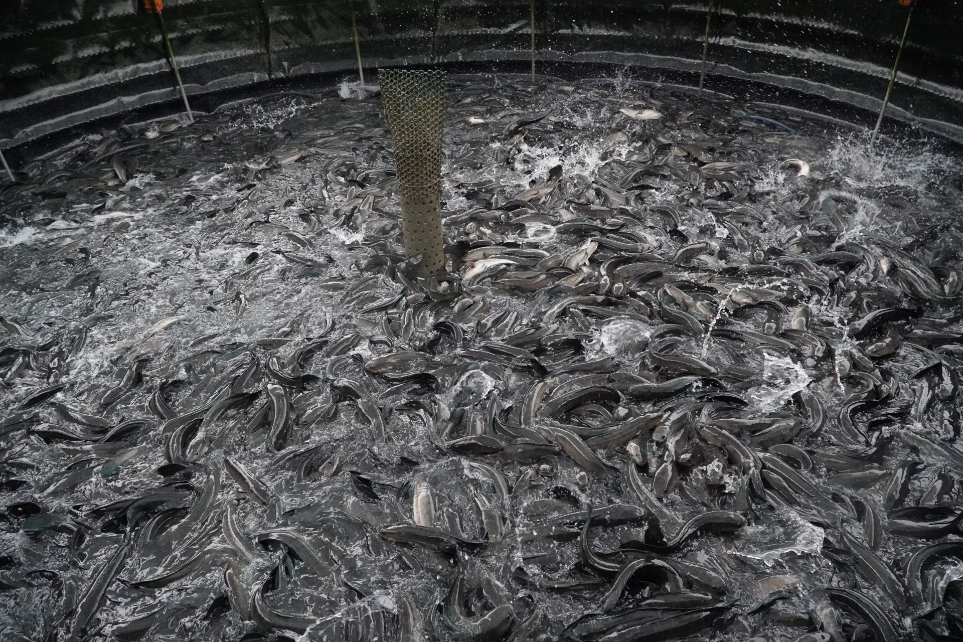 Nuôi cá lóc dày đặc trong bể lót bạt trên vườn ở Tây Ninh, tháo nước cá lộ ra một đống, cả làng xuýt xoa - Ảnh 3.