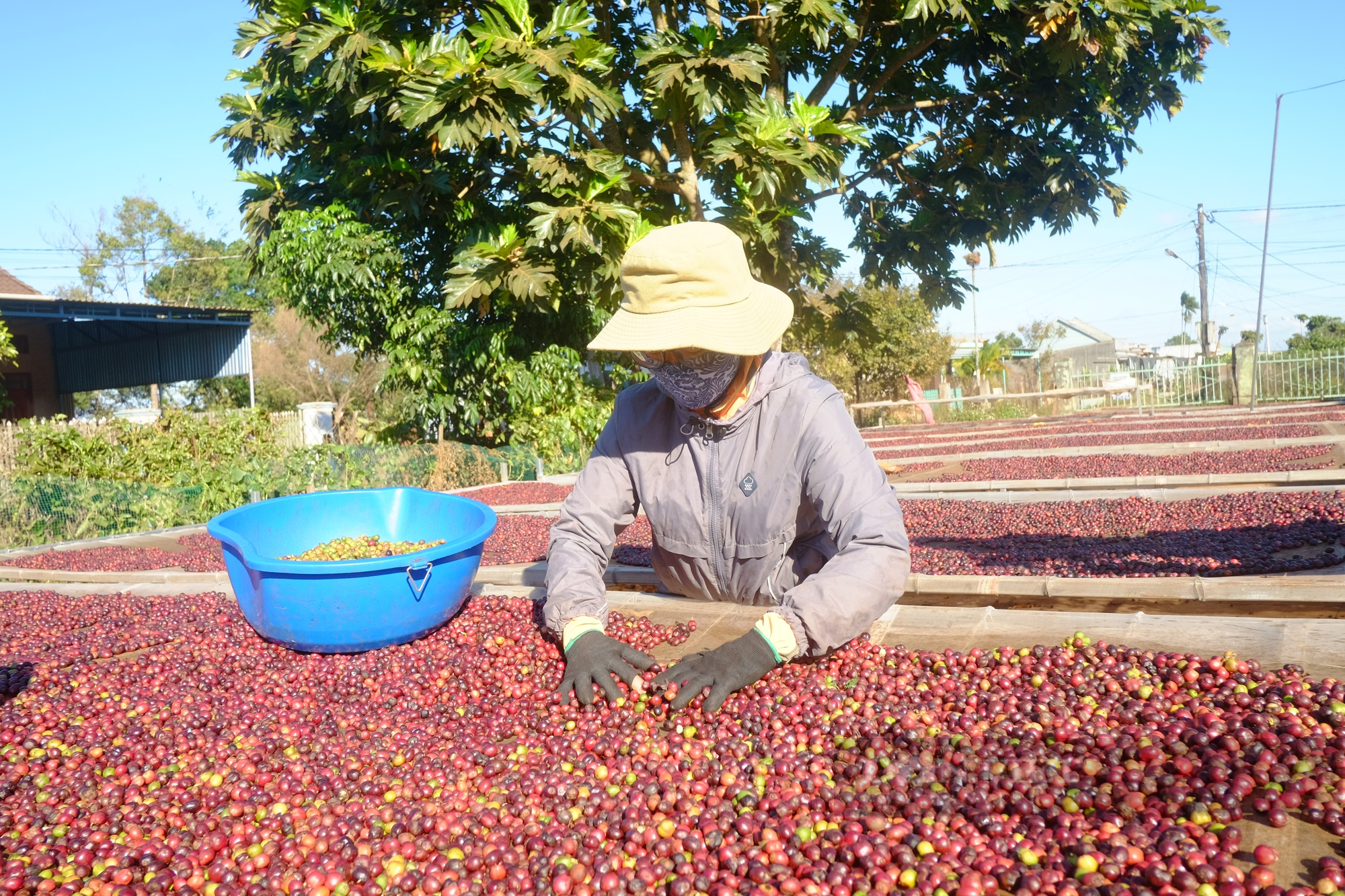 Toàn cầu lên cơn sốt do thiếu hụt nguồn cung, giá cà phê Việt Nam cao kỷ lục - Ảnh 1.