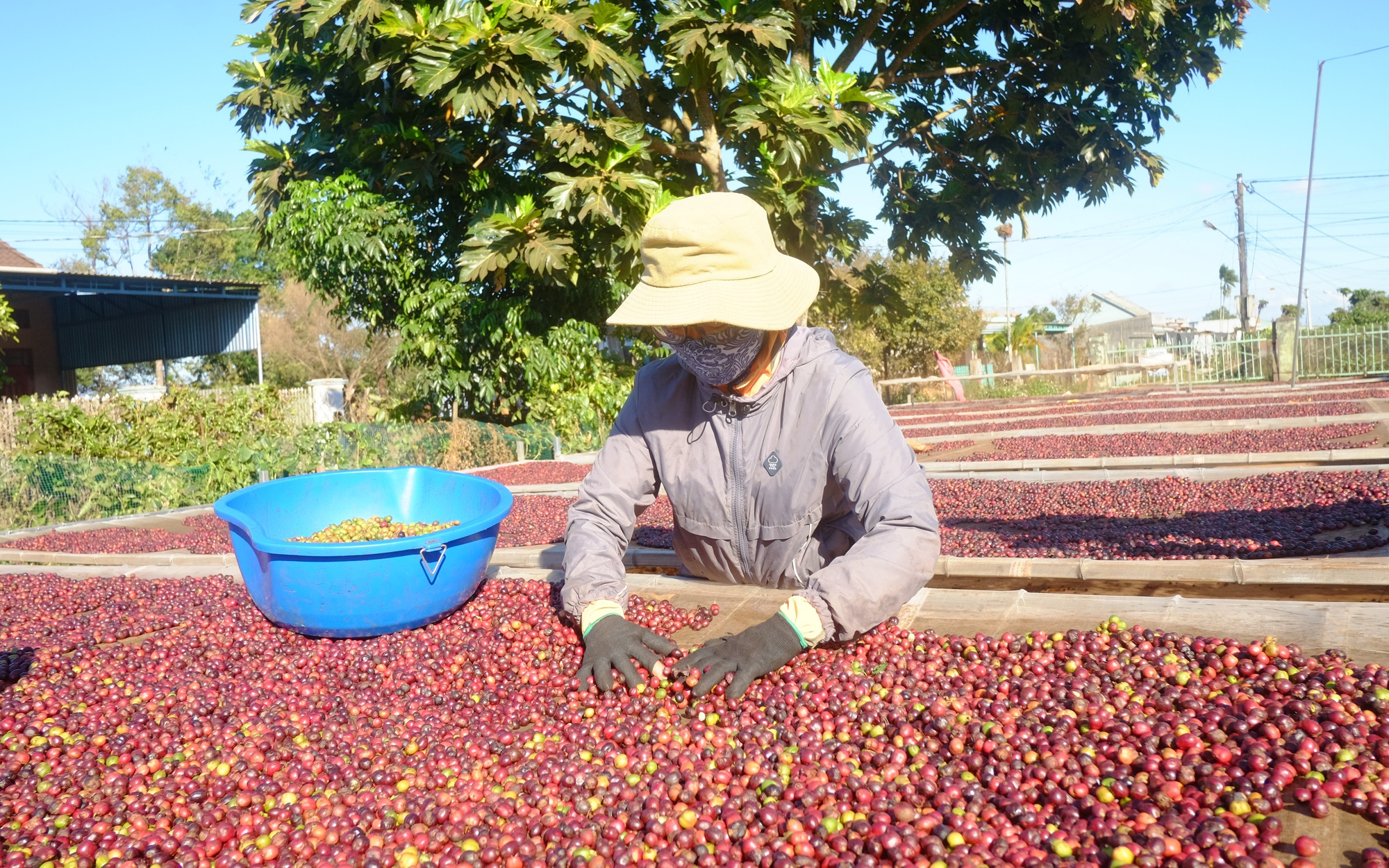 Toàn cầu lên cơn sốt do lo ngại thiếu hụt nguồn cung, giá cà phê Việt Nam tăng cao kỷ lục