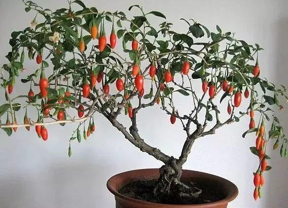 Cây cảnh bonsai tuyệt đẹp, quả đỏ như lửa, là loài thuốc quý nổi tiếng, nhà giàu sẽ thích trồng - Ảnh 8.