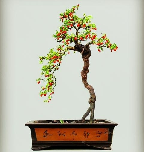 Cây cảnh bonsai tuyệt đẹp, quả đỏ như lửa, là loài thuốc quý nổi tiếng, nhà giàu sẽ thích trồng - Ảnh 9.