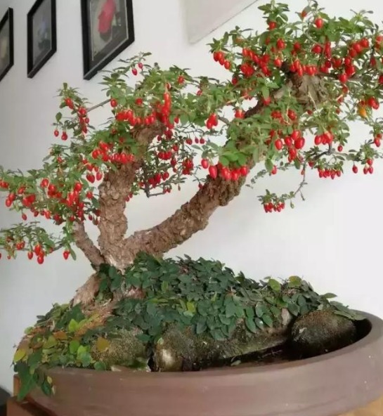 Cây cảnh bonsai tuyệt đẹp, quả đỏ như lửa, là loài thuốc quý nổi tiếng, nhà giàu sẽ thích trồng - Ảnh 4.