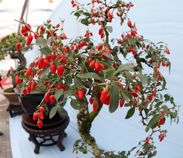 Cây cảnh bonsai tuyệt đẹp, quả đỏ như lửa, là loài thuốc quý nổi tiếng, nhà giàu sẽ thích trồng - Ảnh 5.