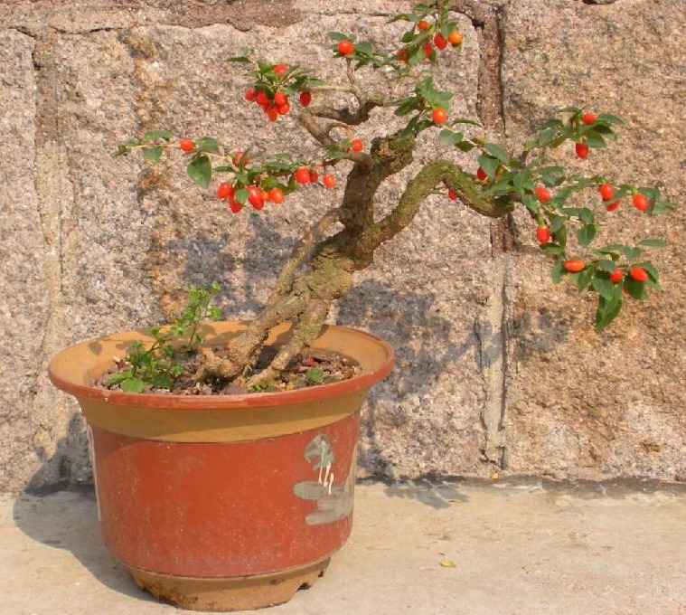 Cây cảnh bonsai tuyệt đẹp, quả đỏ như lửa, là loài thuốc quý nổi tiếng, nhà giàu sẽ thích trồng - Ảnh 6.