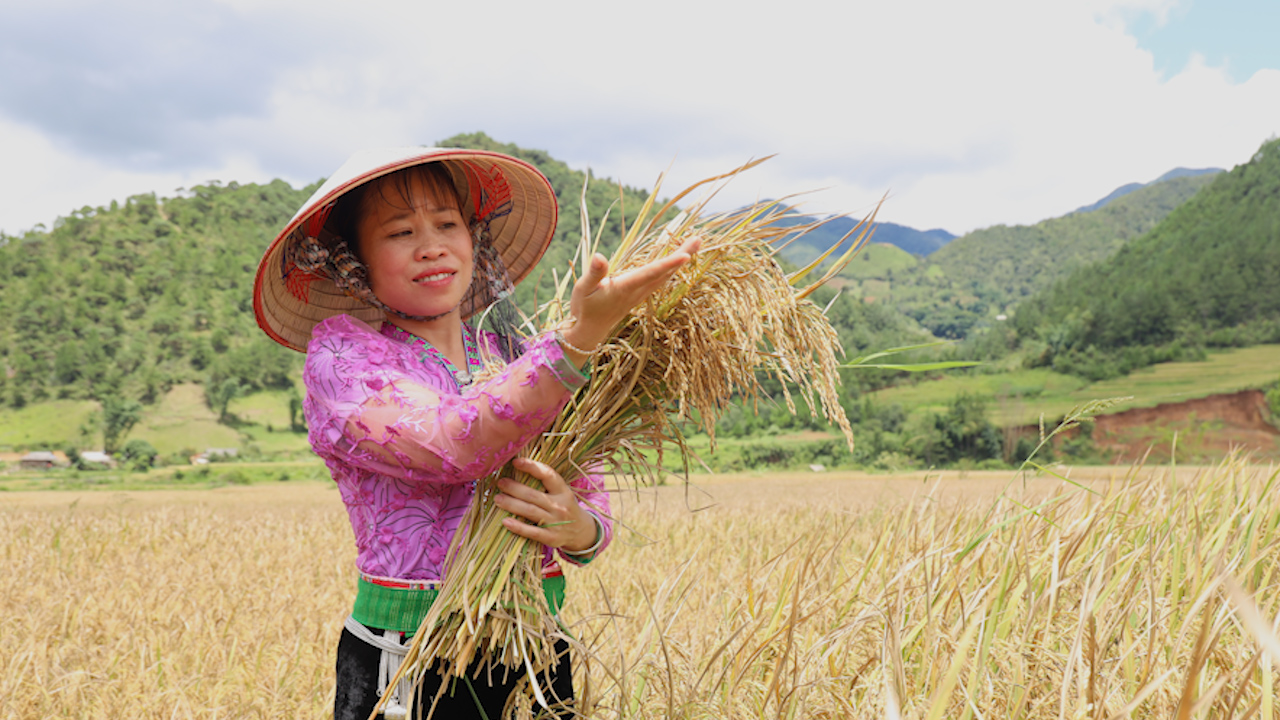 Mê hoặc mùa vàng trên những cánh đồng nơi rẻo cao Tây Bắc - Ảnh 3.