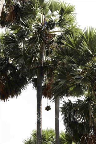 Loài cây kỳ lạ ở An Giang, cho mật ngọt, cho cả trái nước thơm, cây cao như cột chống trời muốn trèo không dễ - Ảnh 10.