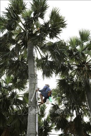 Loài cây kỳ lạ ở An Giang, cho mật ngọt, cho cả trái nước thơm, cây cao như cột chống trời muốn trèo không dễ - Ảnh 11.