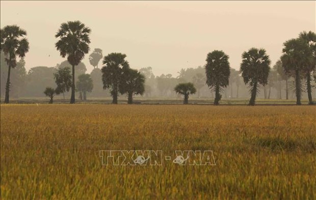 Loài cây kỳ lạ ở An Giang, cho mật ngọt, cho cả trái nước thơm, cây cao như cột chống trời muốn trèo không dễ - Ảnh 12.