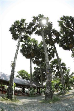 Loài cây kỳ lạ ở An Giang, cho mật ngọt, cho cả trái nước thơm, cây cao như cột chống trời muốn trèo không dễ - Ảnh 13.