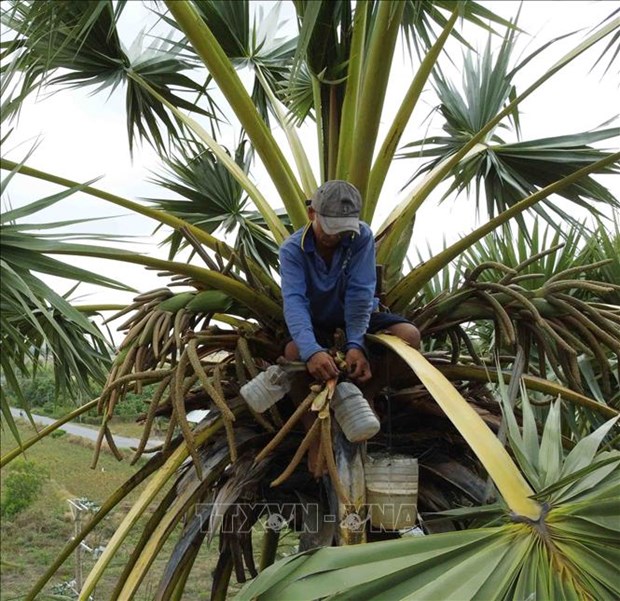 Loài cây kỳ lạ ở An Giang, cho mật ngọt, cho cả trái nước thơm, cây cao như cột chống trời muốn trèo không dễ - Ảnh 4.