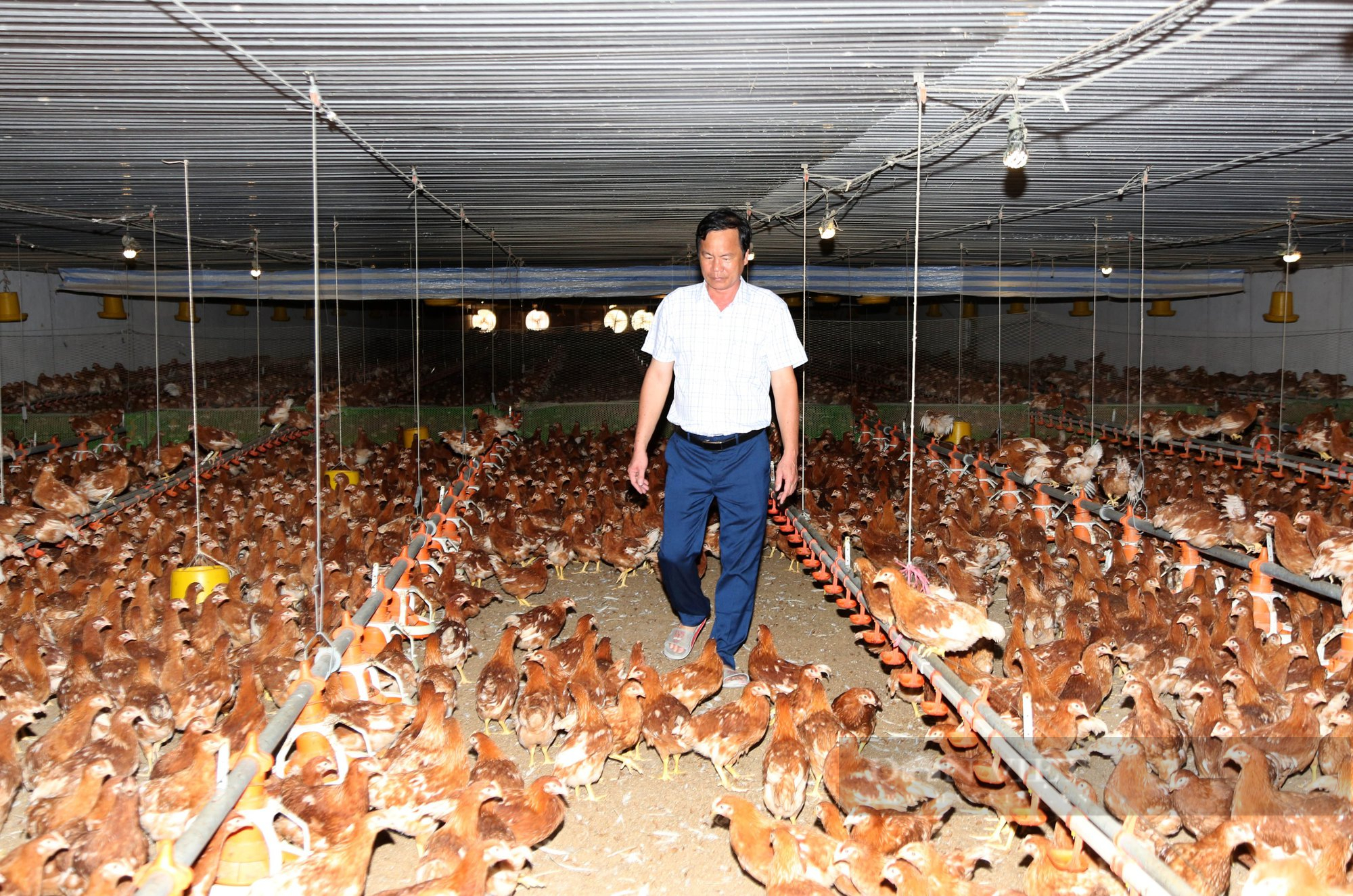 Tây Ninh: Nuôi 5.000 con heo, 230.000 con gà lạnh, một nông dân ở huyện Dương Minh Châu thu về tiền tỷ - Ảnh 4.