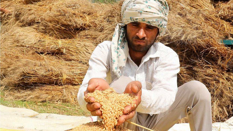 Ấn Độ bảo vệ quyết định cấm xuất khẩu gạo, lúa mì của tại WTO - Ảnh 1.