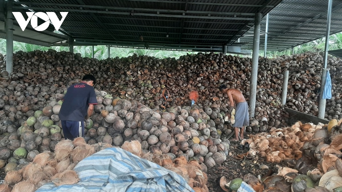 Trái dừa ở miền Tây rớt giá thê thảm do mưa bão kéo dài - Ảnh 2.