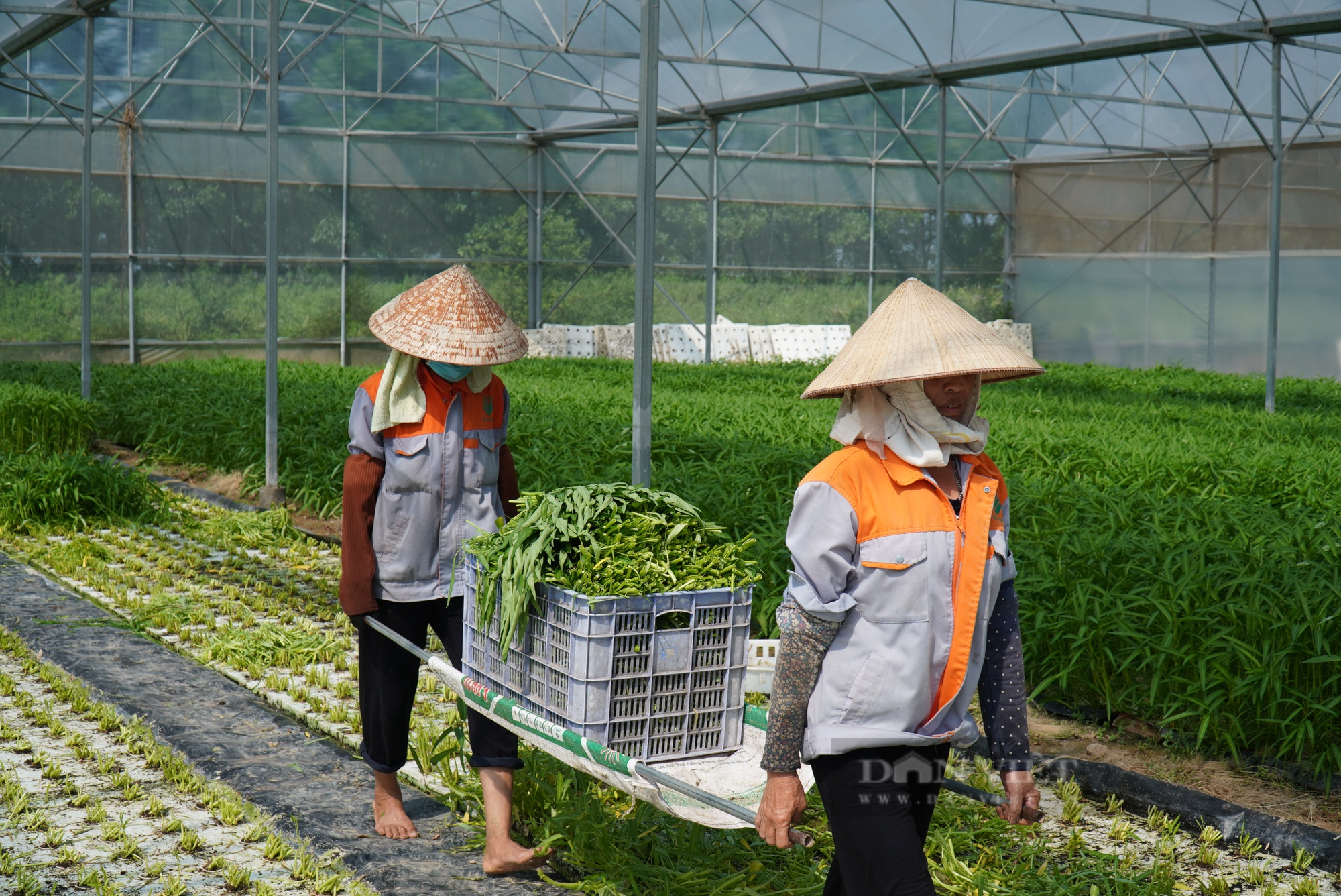 Trồng rau công nghệ cao, Nông dân Việt Nam xuất sắc 2022 đến từ Bắc Ninh tạo doanh thu 18 tỷ đồng/năm - Ảnh 9.