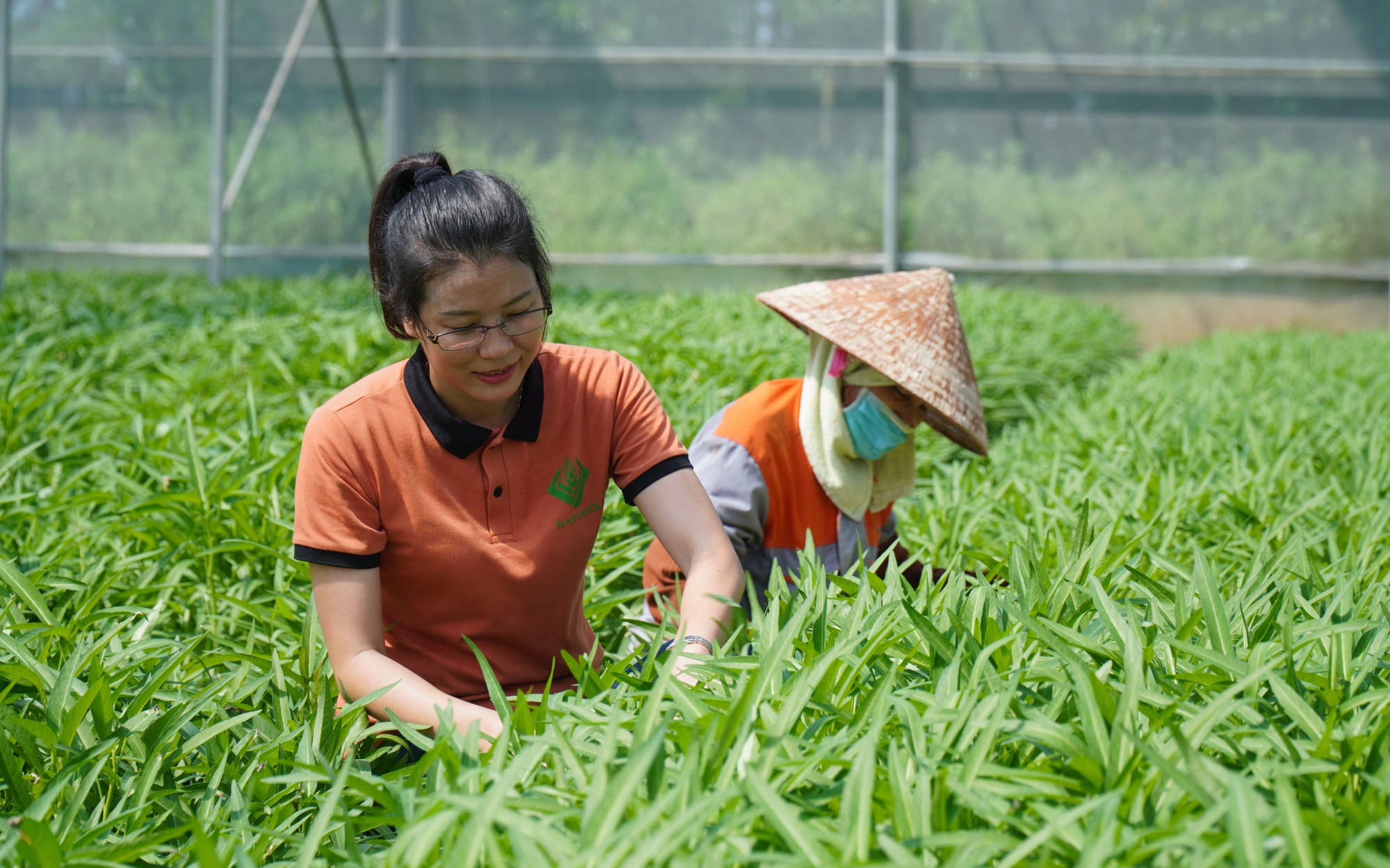 Môt Nông dân Việt Nam xuất sắc 2022 đến từ Bắc Ninh có doanh thu 18 tỷ/năm chỉ nhờ trồng rau