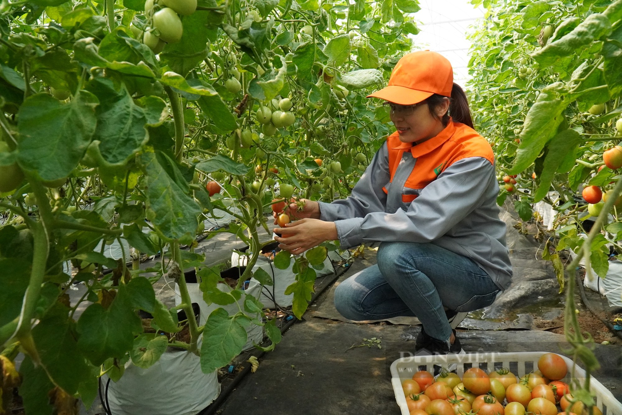 Trồng rau công nghệ cao, Nông dân Việt Nam xuất sắc 2022 đến từ Bắc Ninh tạo doanh thu 18 tỷ đồng/năm - Ảnh 3.