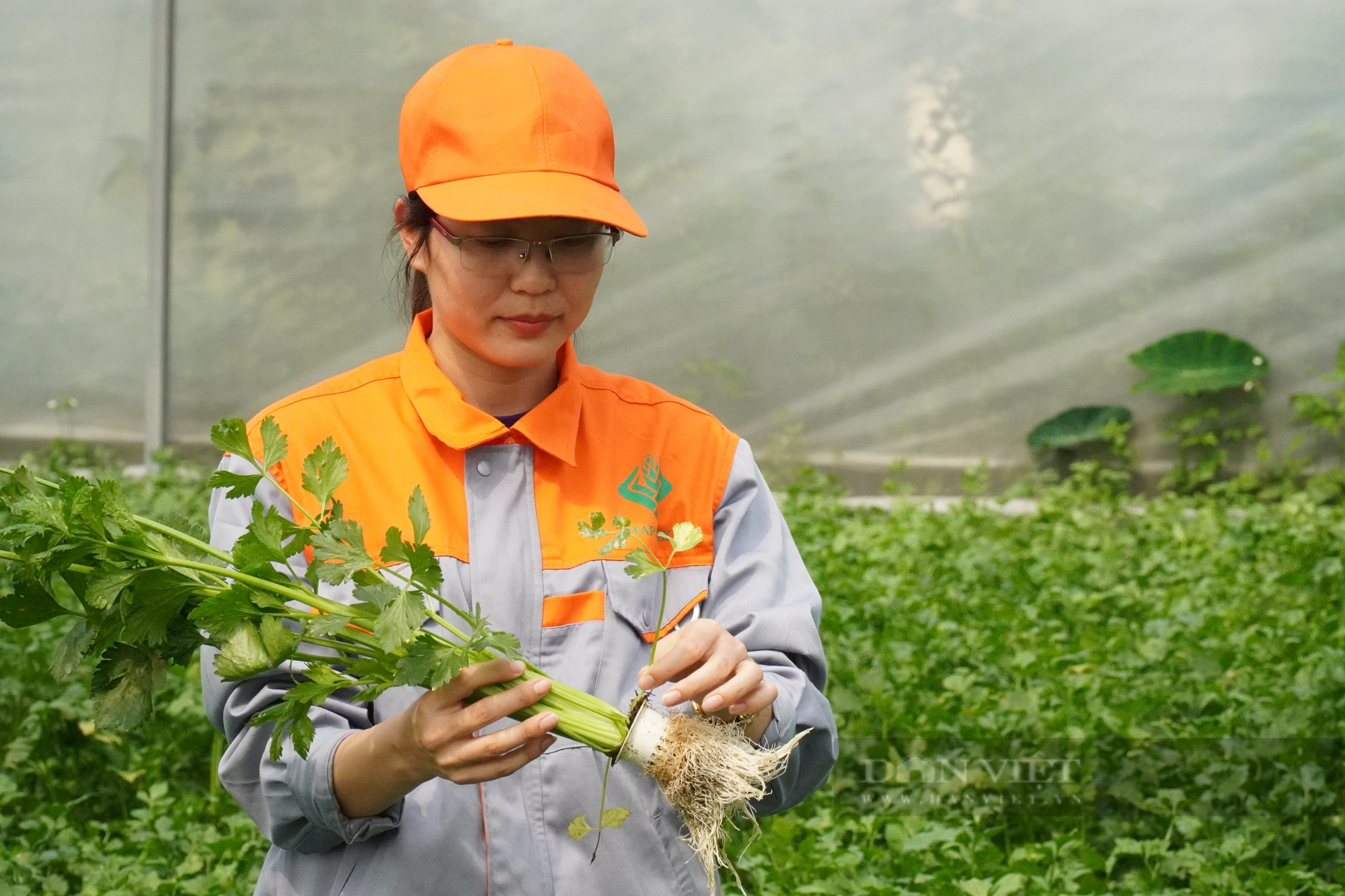 Trồng rau công nghệ cao, Nông dân Việt Nam xuất sắc 2022 đến từ Bắc Ninh tạo doanh thu 18 tỷ đồng/năm - Ảnh 4.