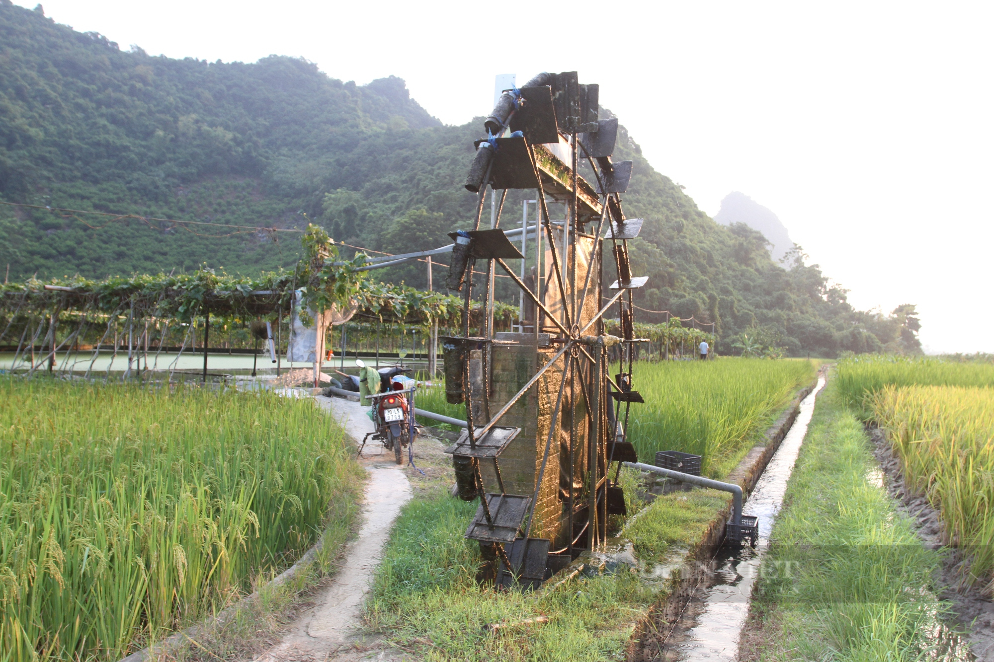 Dưới làm ao nổi nuôi cá, trên trồng mướp, su su lão nông Thái Nguyên thu gần 200 triệu đồng mỗi năm - Ảnh 3.