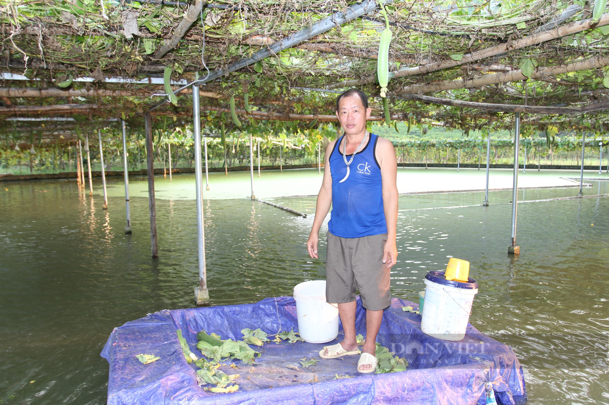 Dưới làm ao nổi nuôi cá, trên trồng mướp, su su lão nông Thái Nguyên thu gần 200 triệu đồng mỗi năm - Ảnh 4.