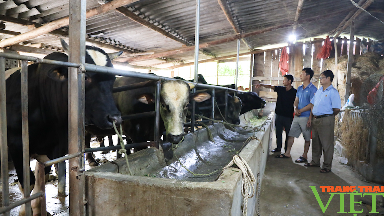 Mương Cơi: Nông dân trồng cỏ nuôi bò cho thu nhập cao - Ảnh 5.