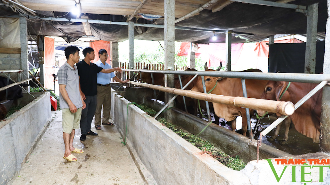 Mương Cơi: Nông dân trồng cỏ nuôi bò cho thu nhập cao - Ảnh 2.