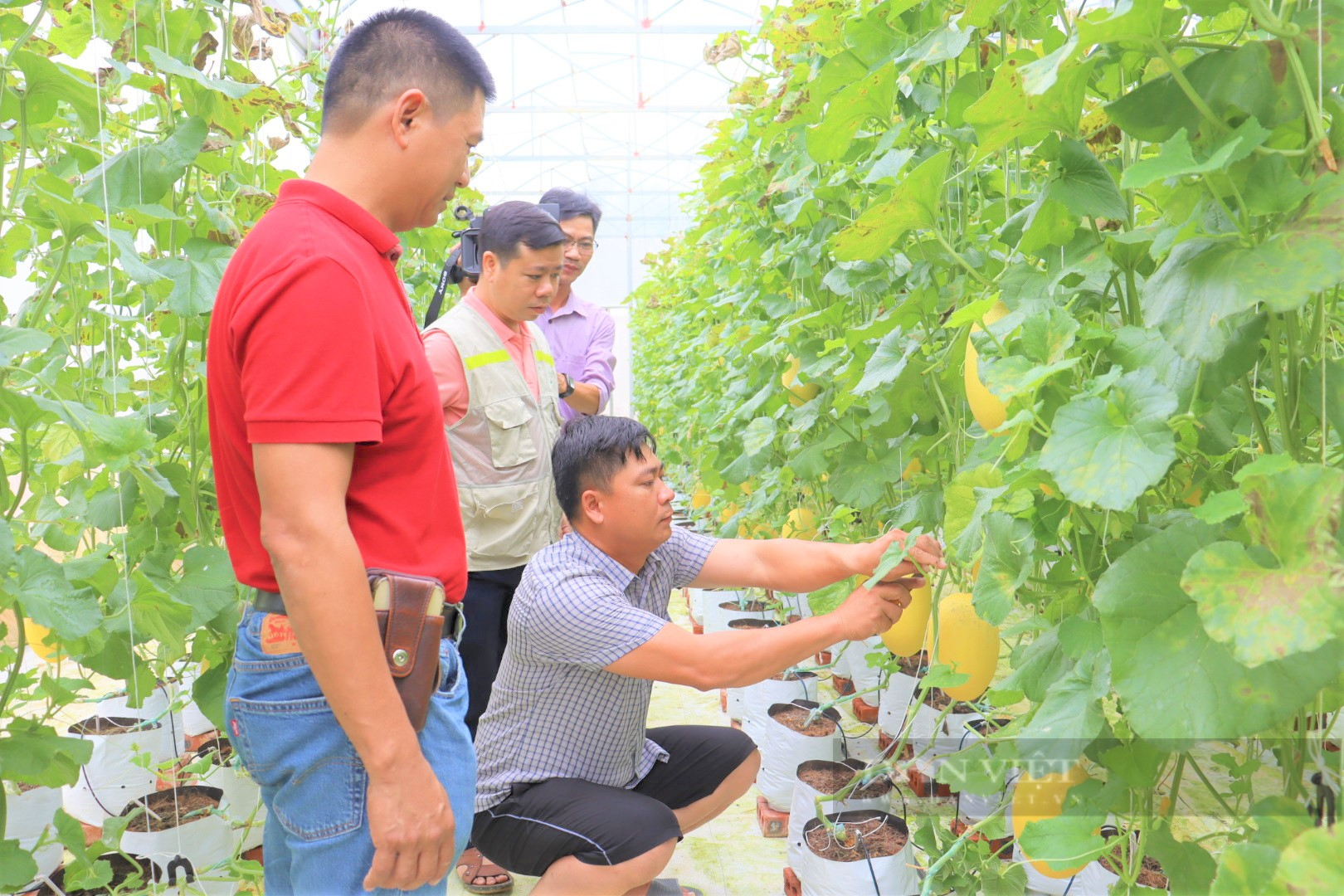 Biến đất bỏ hoang thành trại dưa lưới vàng óng to bự, anh nông dân khiến mọi người trầm trồ, thán phục - Ảnh 7.