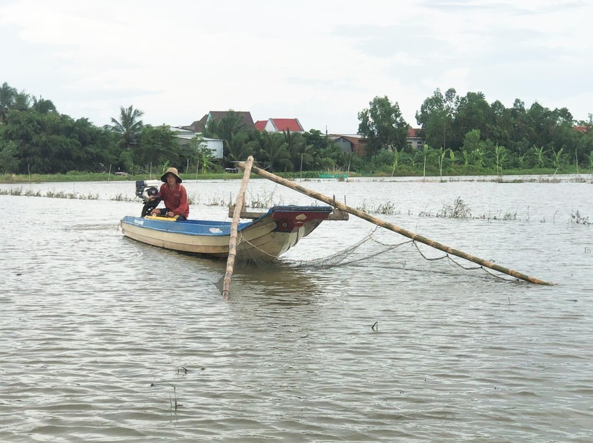 Đây là loài ốc được coi là &quot;thứ giặc ăn tàn phá hại&quot;, mùa nước nổi miền Tây dân bắt bán kiếm tiền - Ảnh 2.