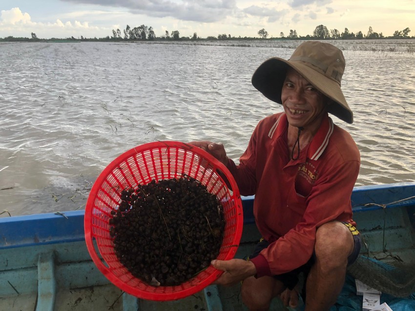 Đây là loài ốc được coi là &quot;thứ giặc ăn tàn phá hại&quot;, mùa nước nổi miền Tây dân bắt bán kiếm tiền - Ảnh 4.