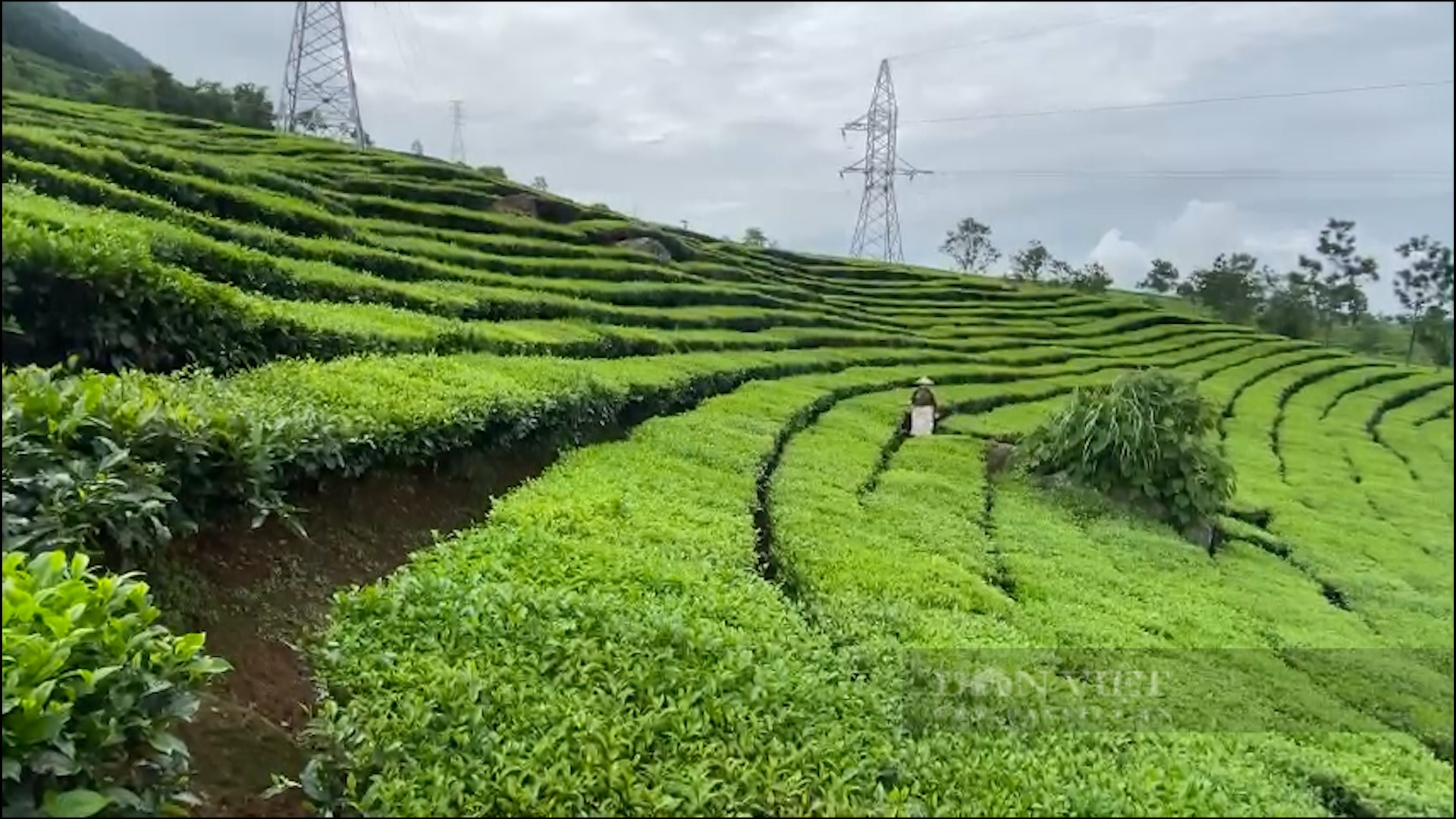 Trồng bạt ngàn chè cây thấp đẹp như tranh, nông dân vùng cao Phúc Khoa khấm khá - Ảnh 7.