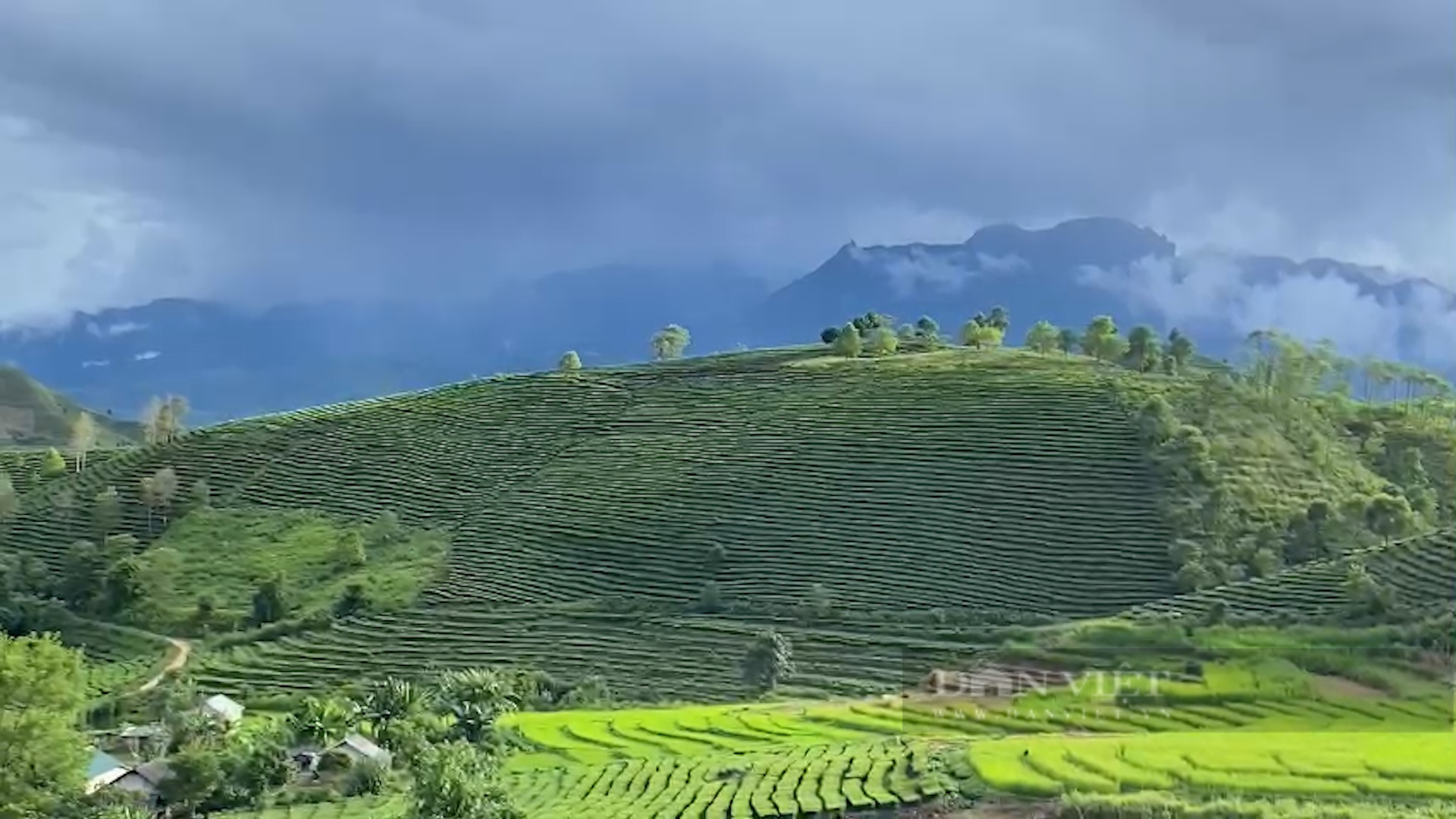 Trồng bạt ngàn chè cây thấp đẹp như tranh, nông dân vùng cao Phúc Khoa khấm khá - Ảnh 2.