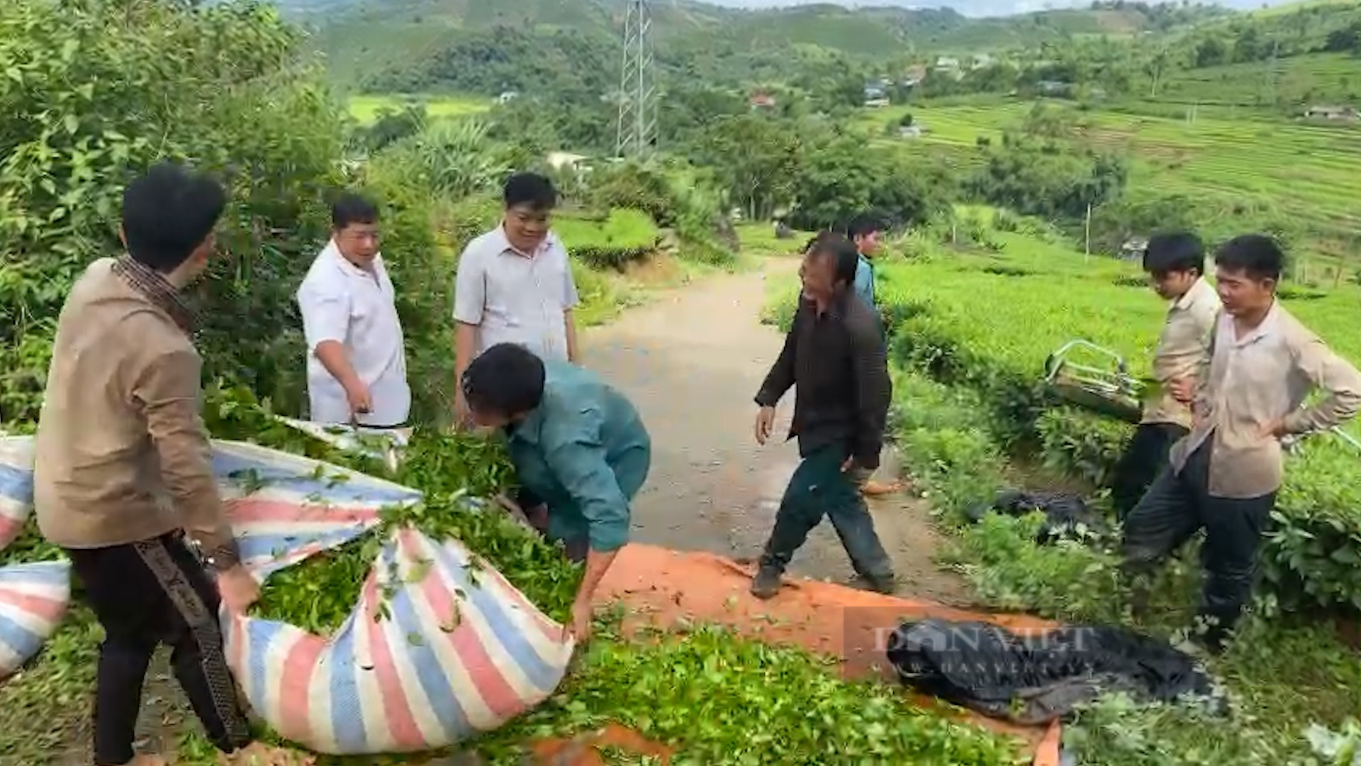 Trồng bạt ngàn chè cây thấp đẹp như tranh, nông dân vùng cao Phúc Khoa khấm khá - Ảnh 8.