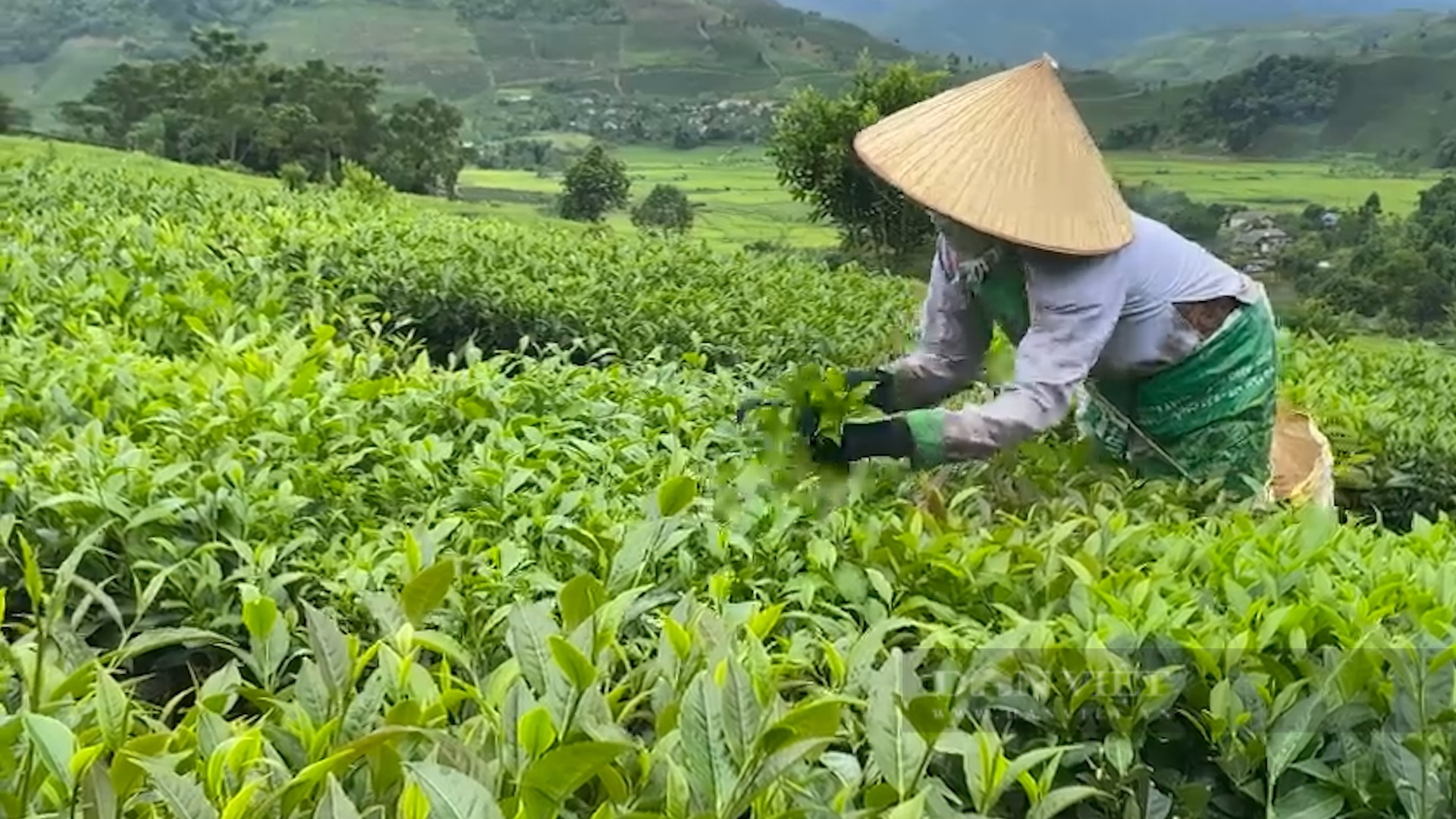 Trồng bạt ngàn chè cây thấp đẹp như tranh, nông dân vùng cao Phúc Khoa khấm khá - Ảnh 5.