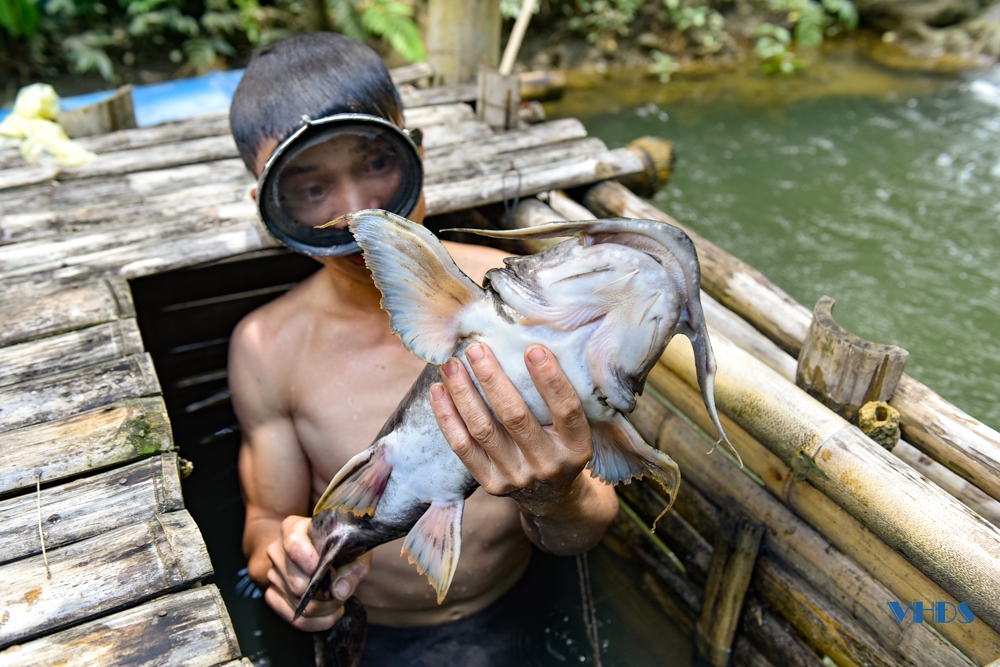 Nuôi loài cá đặc sản của sông Mã trông như cái tàu ngầm, thịt cực ngọt và ngon, có giá trị kinh tế cao - Ảnh 5.