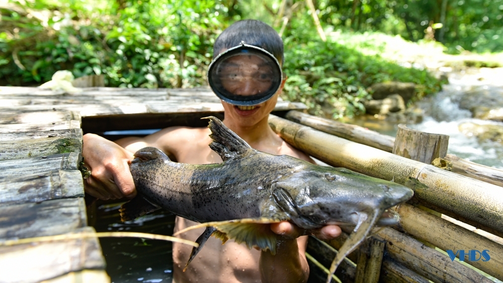 Nuôi loài cá đặc sản của sông Mã trông như cái tàu ngầm, thịt cực ngọt và ngon, có giá trị kinh tế cao - Ảnh 9.