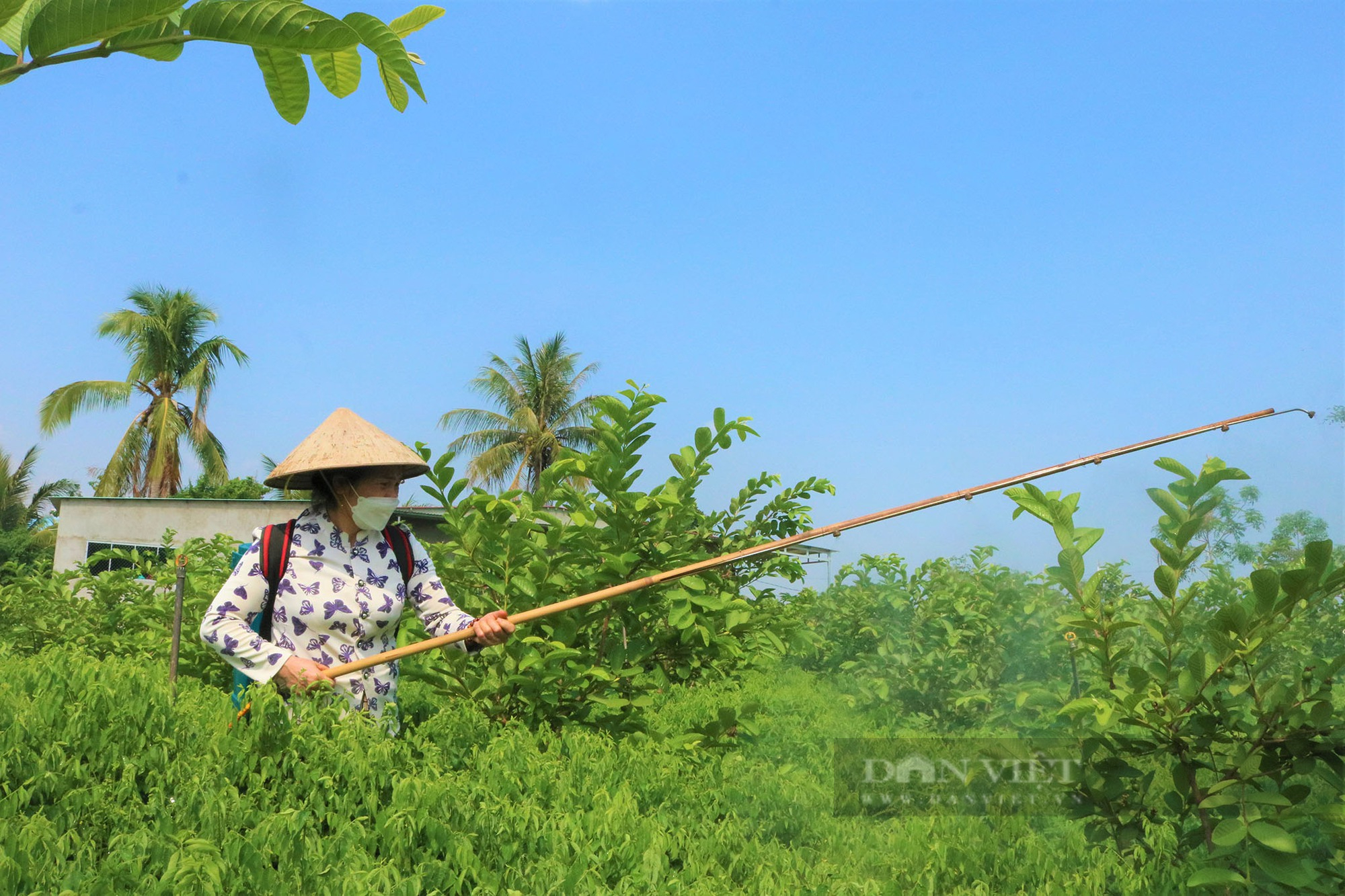 Ủ cá thành phân bón, vườn cây trái của nữ nông dân ở Gia Lai ra sum suê, trĩu mọng - Ảnh 5.