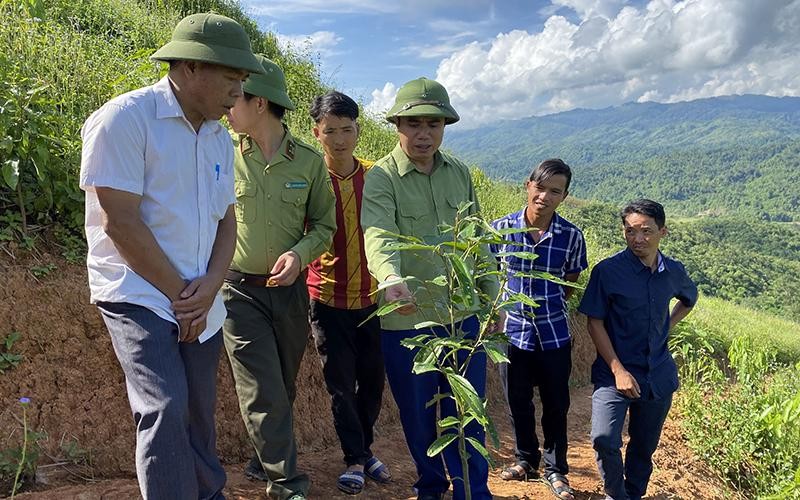 Ồ ạt trồng cây quế ở Điện Biên, cây giống tự mua trôi nổi, mạnh ai nấy trồng - Ảnh 4.