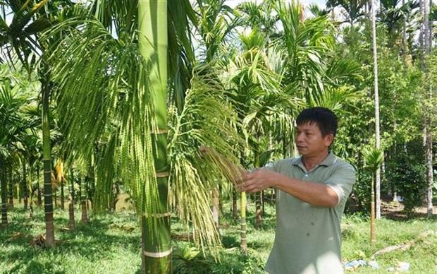 Trồng thứ cây không cành, hoa như hạt gạo thơm ngào ngạt, trái ra vô số, tỷ phú nông dân Thanh Hóa giàu lên