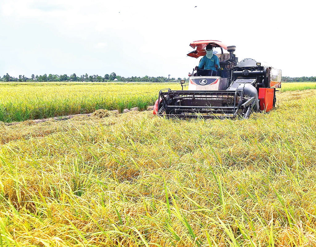 Máy cắt, ghe chở lúa &quot;khát&quot; dầu vì cây xăng bán nhỏ giọt, nông dân miền Tây kêu trời - Ảnh 1.