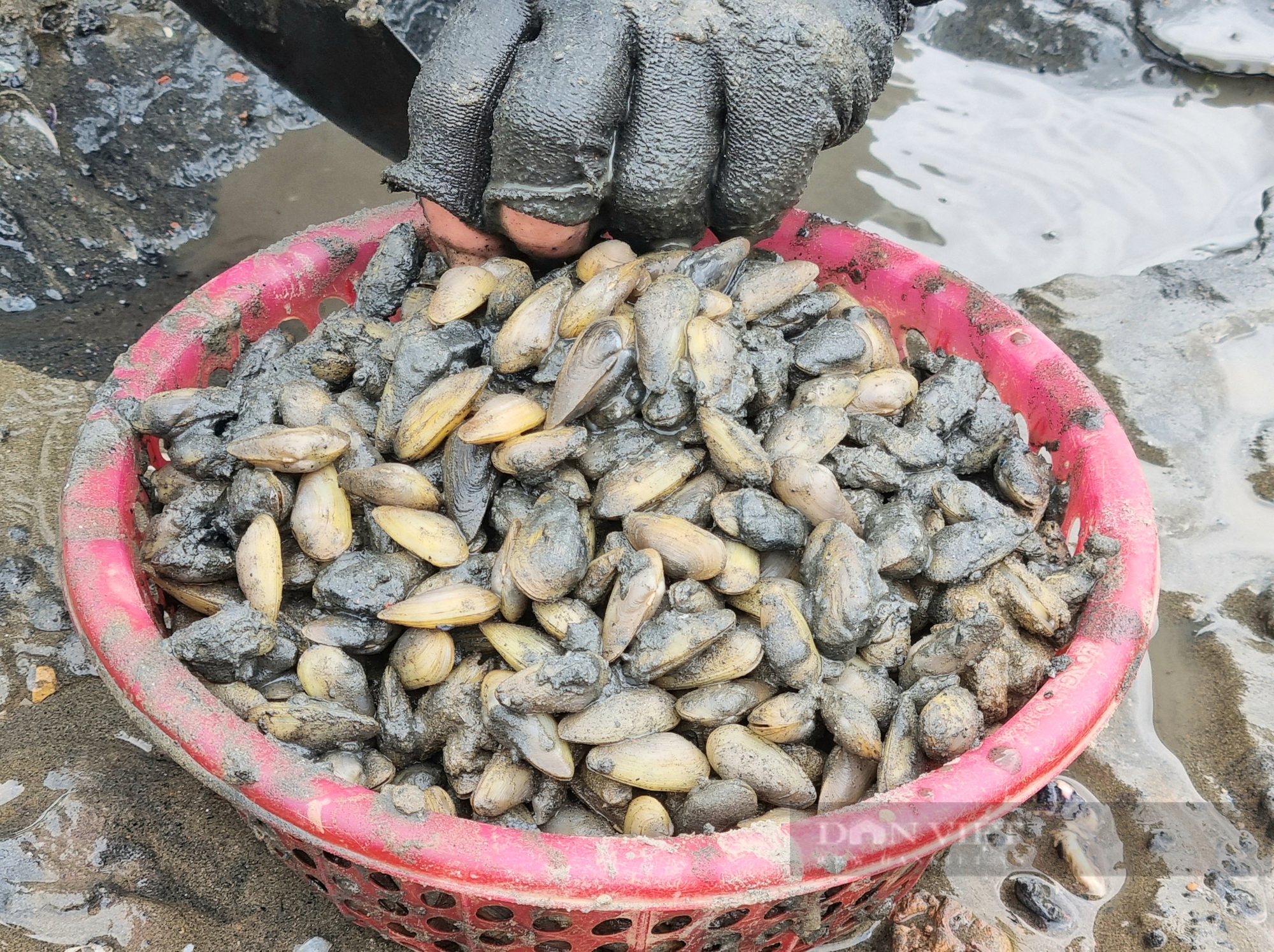 “Săn” con don trên cửa biển tại Thanh Hóa - Ảnh 5.