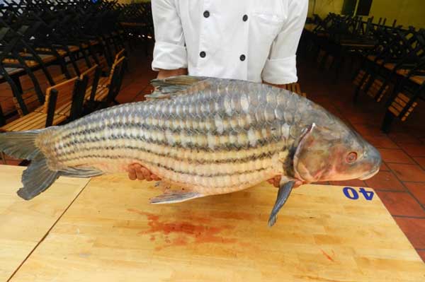 Cá sọc dưa - loài cá sống tới 50 năm mang hương vị Tây Nguyên - Ảnh 1.