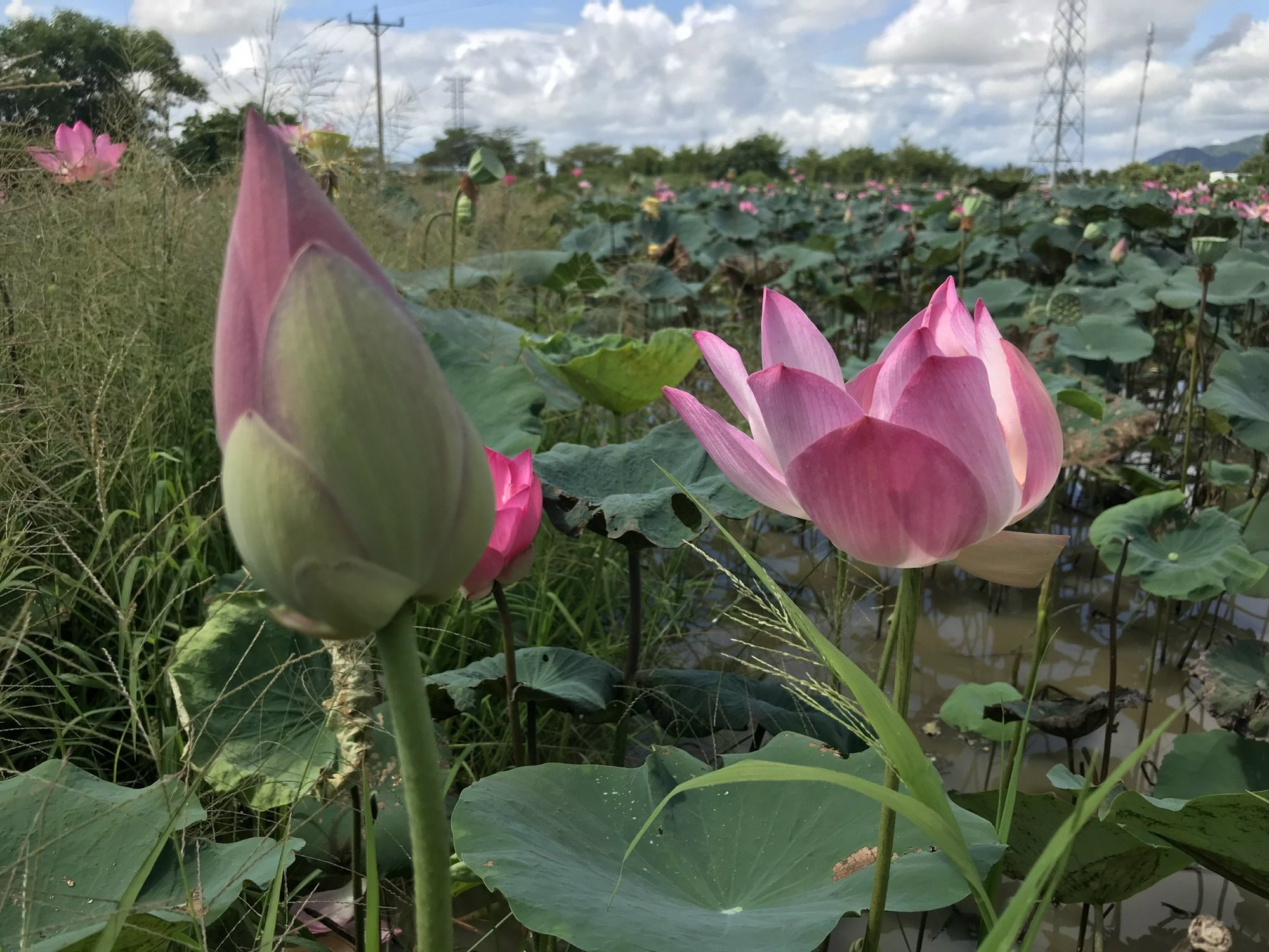 Trồng sen trên đất lúa, nông dân Khánh Hòa hái ra tiền - Ảnh 3.