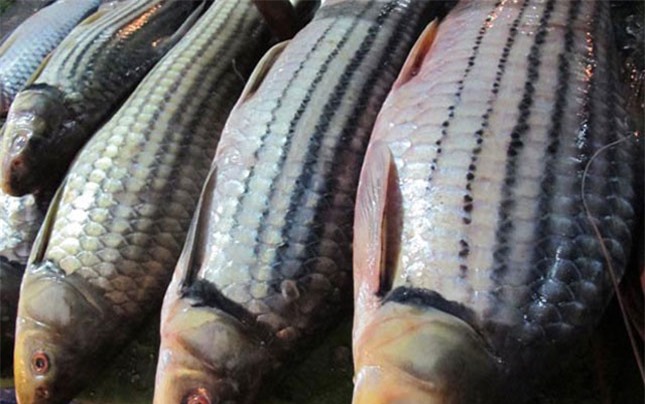 Cá sọc dưa - loài cá sống tới 50 năm mang hương vị Tây Nguyên - Ảnh 2.