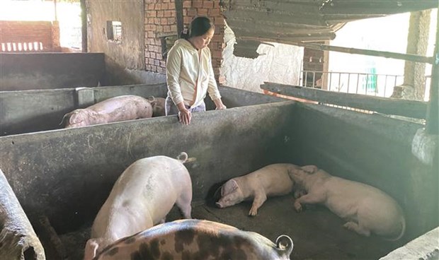 Gần 1.000 con lợn chết sau tiêm vaccine dịch tả lợn châu Phi: Tiêm sai đối tượng, cung ứng sai &quot;địa chỉ&quot; - Ảnh 1.
