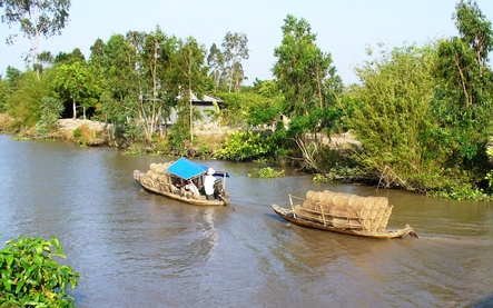 Sắc phù sa miền hạ, từng chùm rễ bần tua tủa ngoi lên, giữ lấy đất, giữ lấy cá tôm 