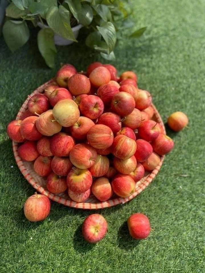Táo cherry giá rẻ hơn rau, chỉ 9.000 đồng/kg rao bán tràn lan chợ mạng - Ảnh 4.