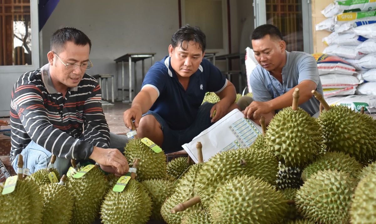 Thực hư thông tin Hải quan Trung Quốc không công nhận cơ sở đóng gói, mã số vùng trồng sầu riêng Việt Nam