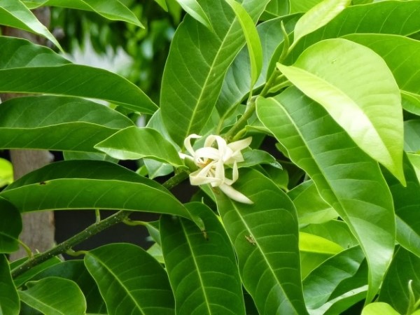 Loại cây cảnh tỏa hương quyến rũ say đắm lòng người lại là vị thuốc Đông y được nhiều người trồng tại nhà - Ảnh 2.