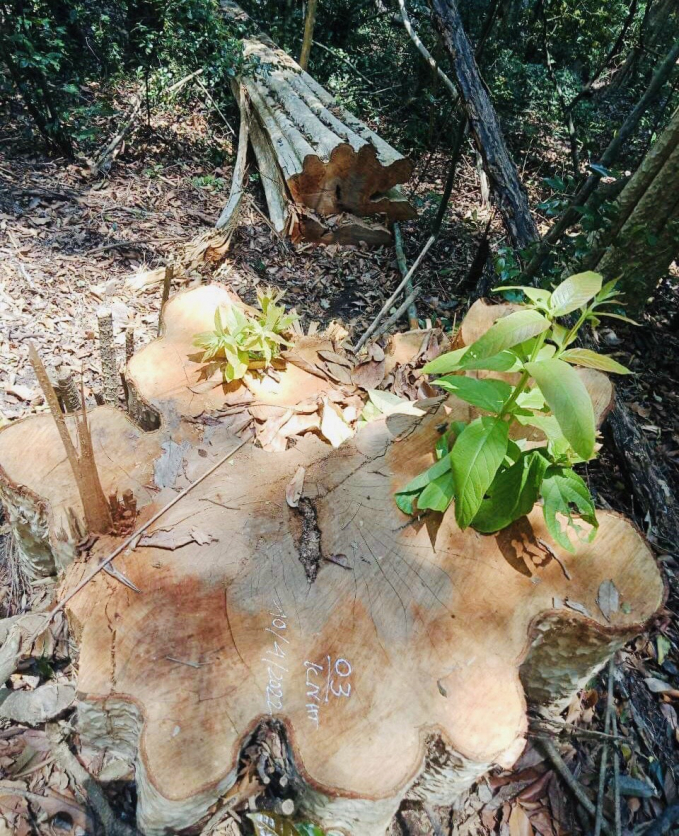 Gia Lai: Khởi tố vụ phá hơn 5m3 rừng đặc dụng tại K'Bang - Ảnh 1.