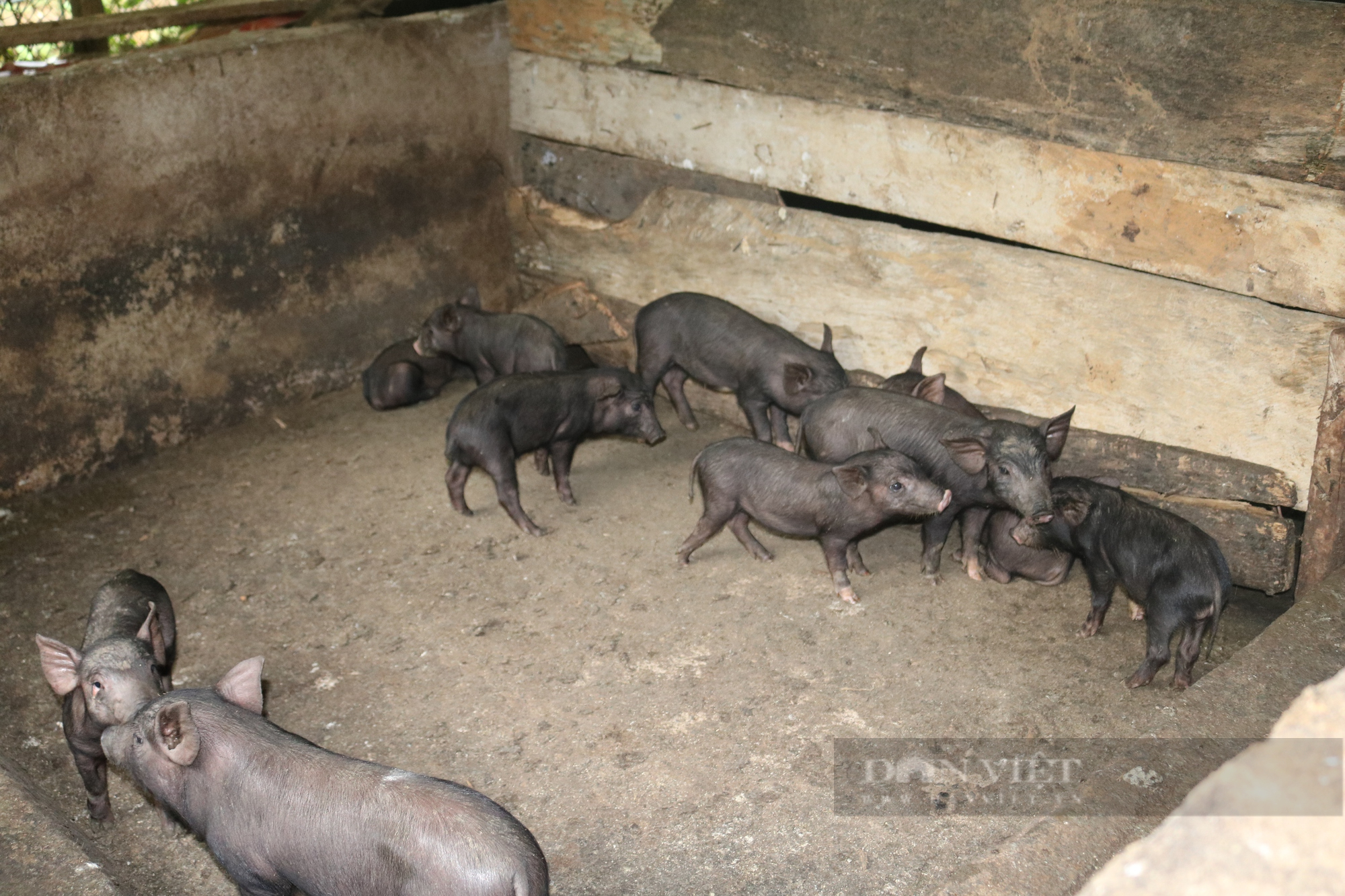 Phó Chủ tịch Hội Nông dân xã vùng cao Sơn La đánh thức tiềm năng vùng lòng hồ - Ảnh 7.